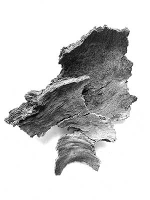 A photograph of the bark from the Platanus tree
