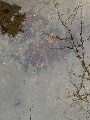 Rain I Photograph